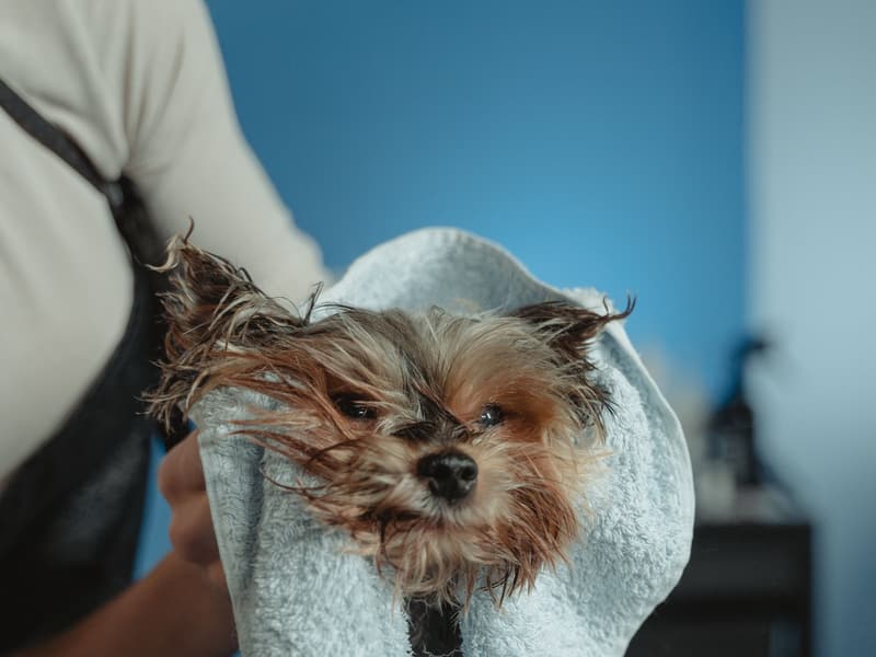 Cachorro yorkshire enrolado em uma toalha depois do banho