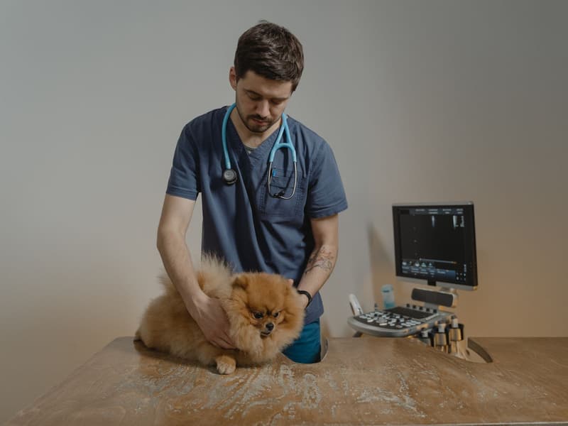 Veterinário examinando um spitz alemão sobre a mesa, com o monitor do consultório ao fundo